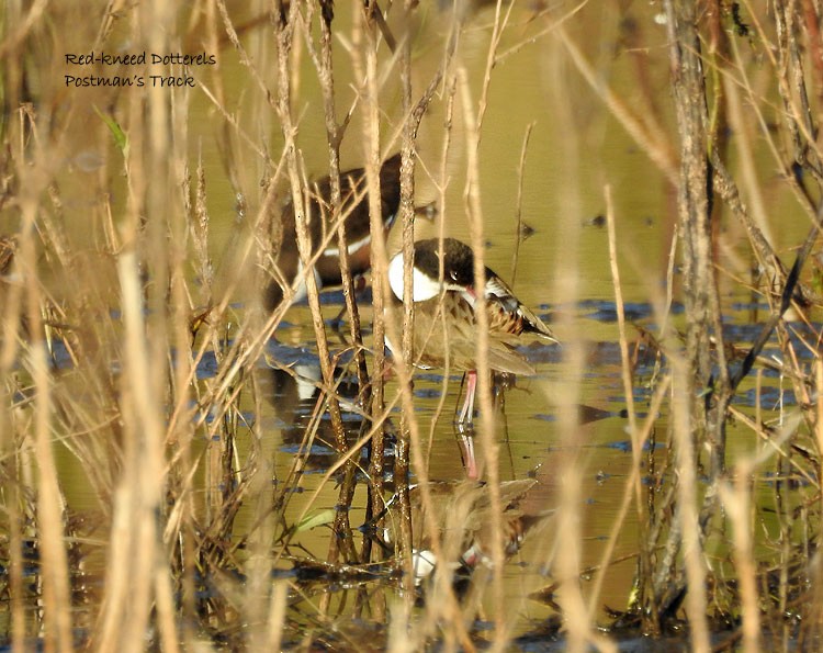 Red-kneed Dotterel - ML66173401