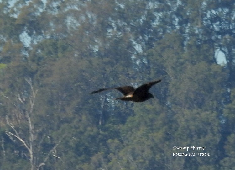 Swamp Harrier - ML66173771