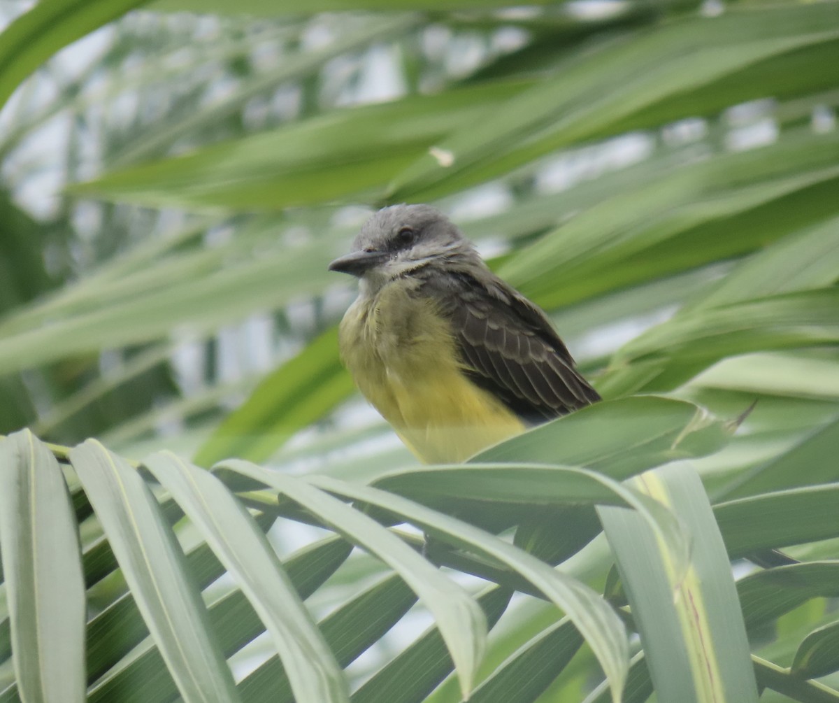 Tropical Kingbird - ML661739732