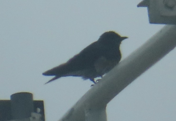 Gray-breasted Martin - ML661739746