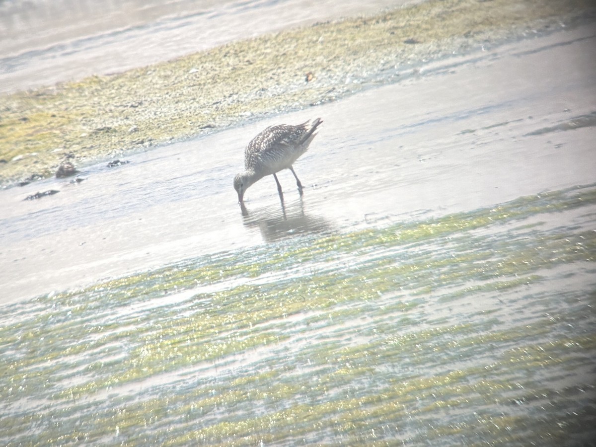 Marbled Godwit - ML661743280
