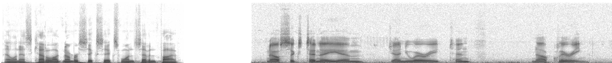 Kurzschwanz-Dickichtschlüpfer (cinereiventris) - ML66175