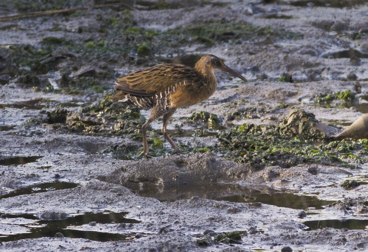 King/Clapper Rail - ML66175161