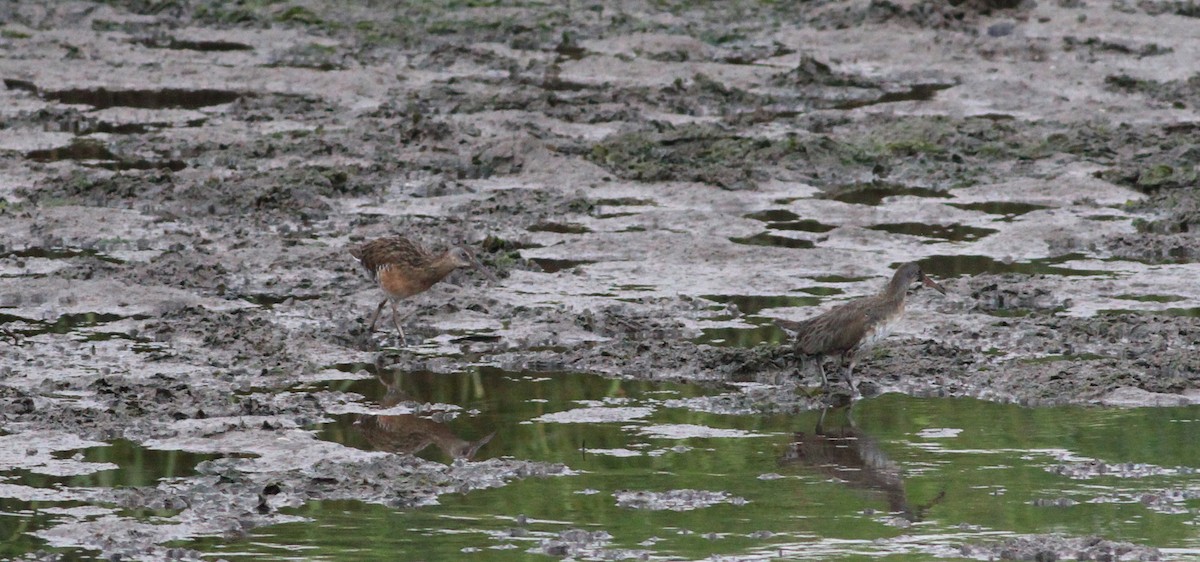King/Clapper Rail - ML66175171