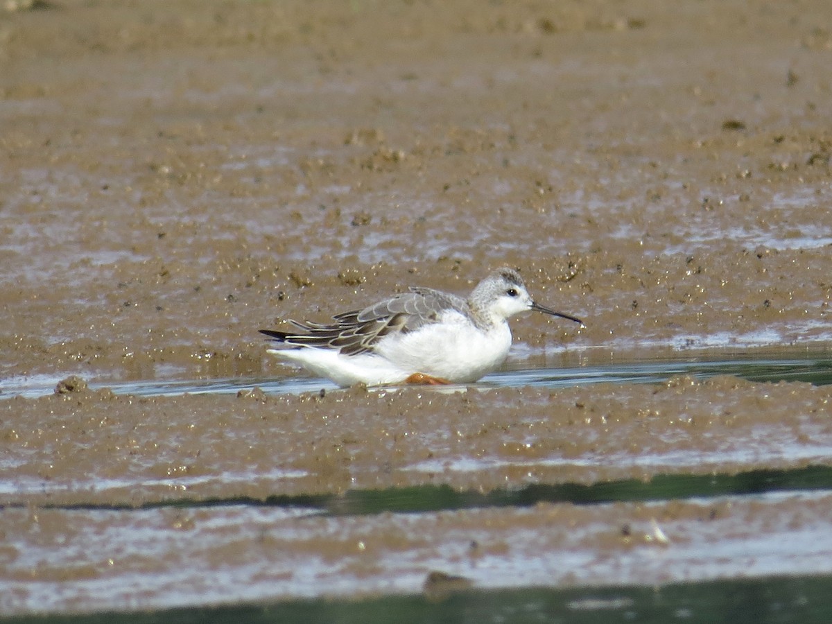 Wilson's Phalarope - ML66175561