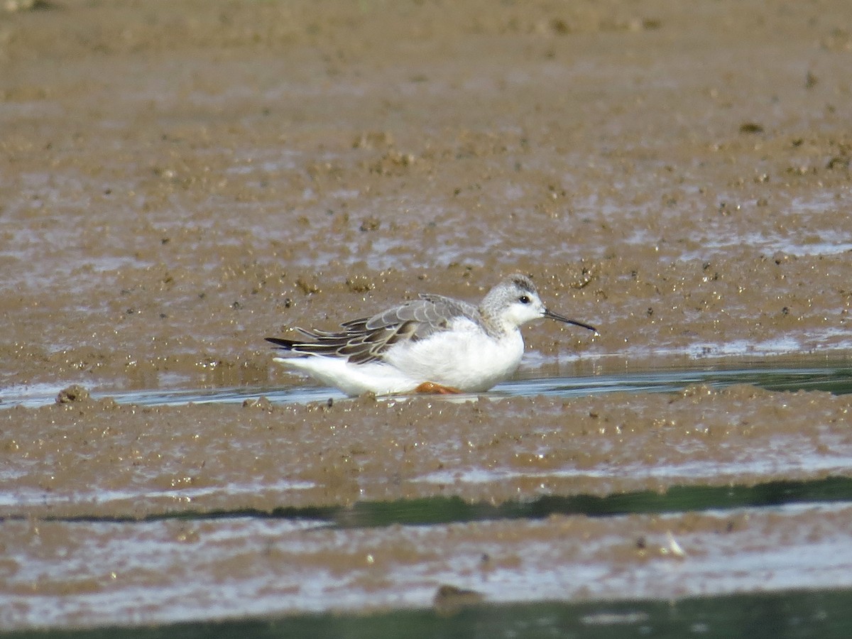 Falaropo Tricolor - ML66175561