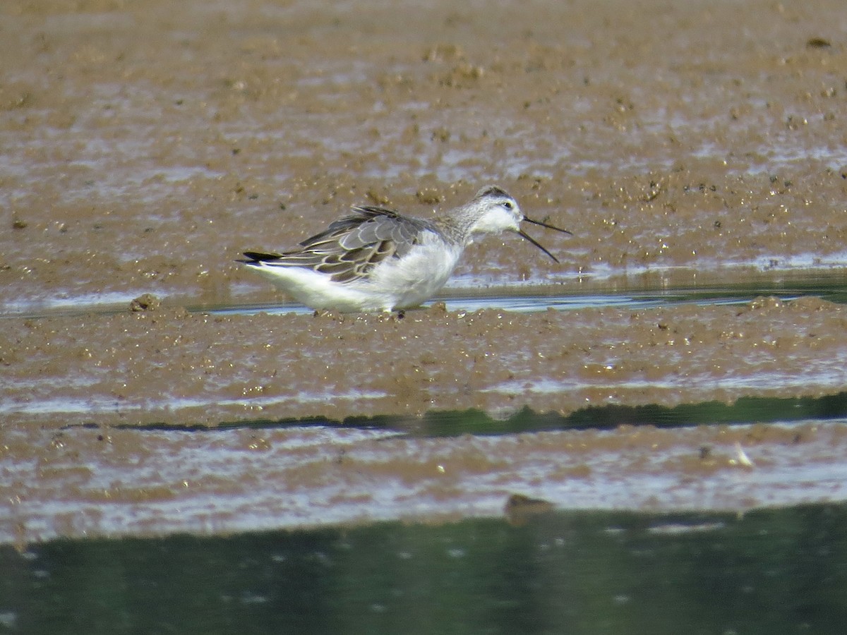 Falaropo Tricolor - ML66175571