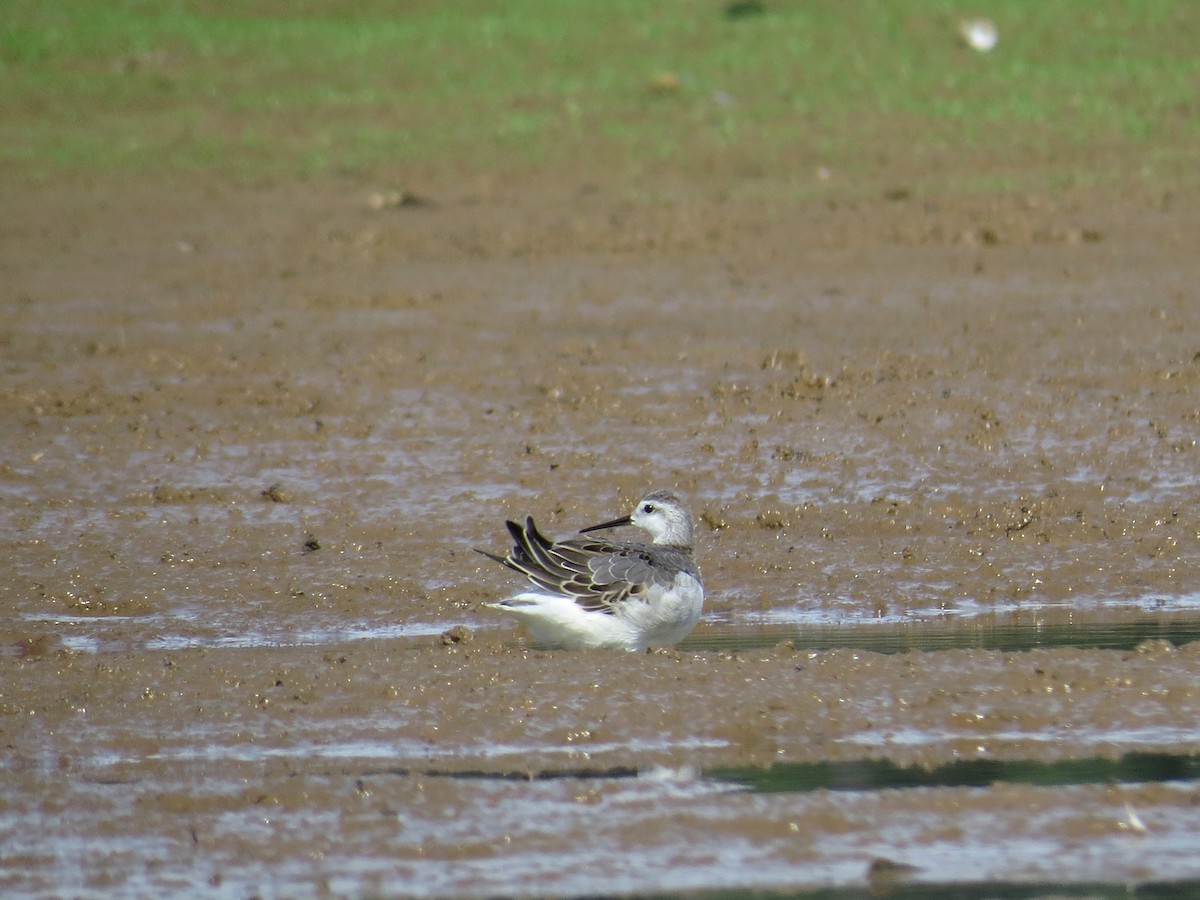Wilson's Phalarope - ML66175581