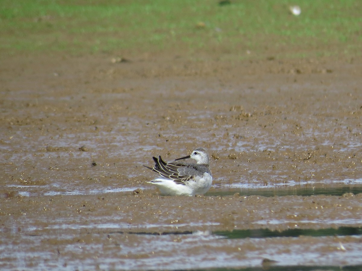 hvithalesvømmesnipe - ML66175581