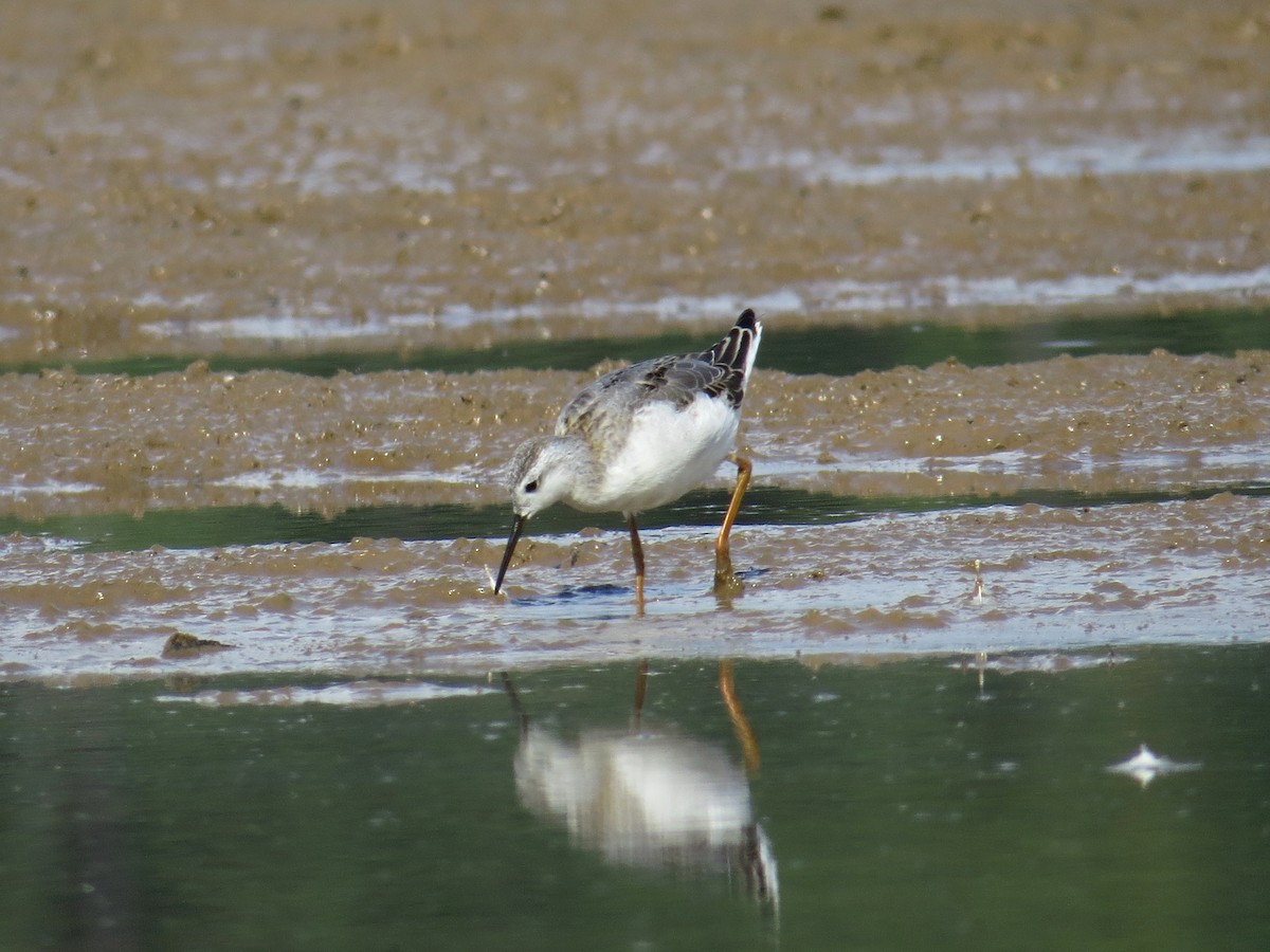 Wilson's Phalarope - ML66175611