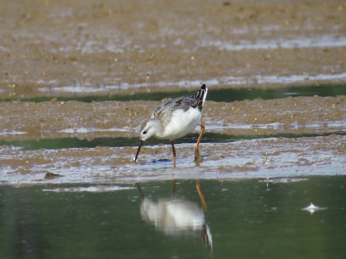 Falaropo Tricolor - ML66175611