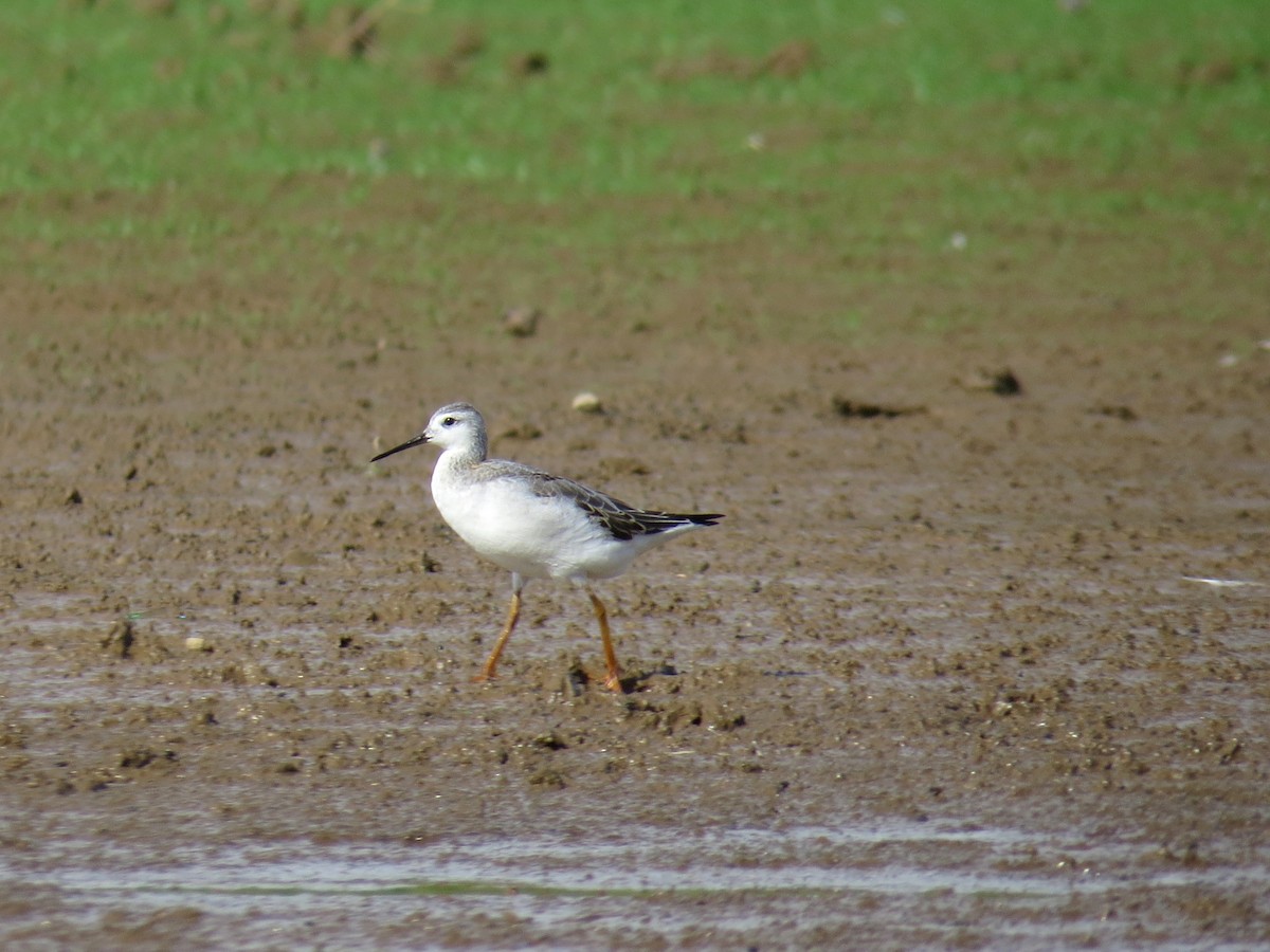 Falaropo Tricolor - ML66175621