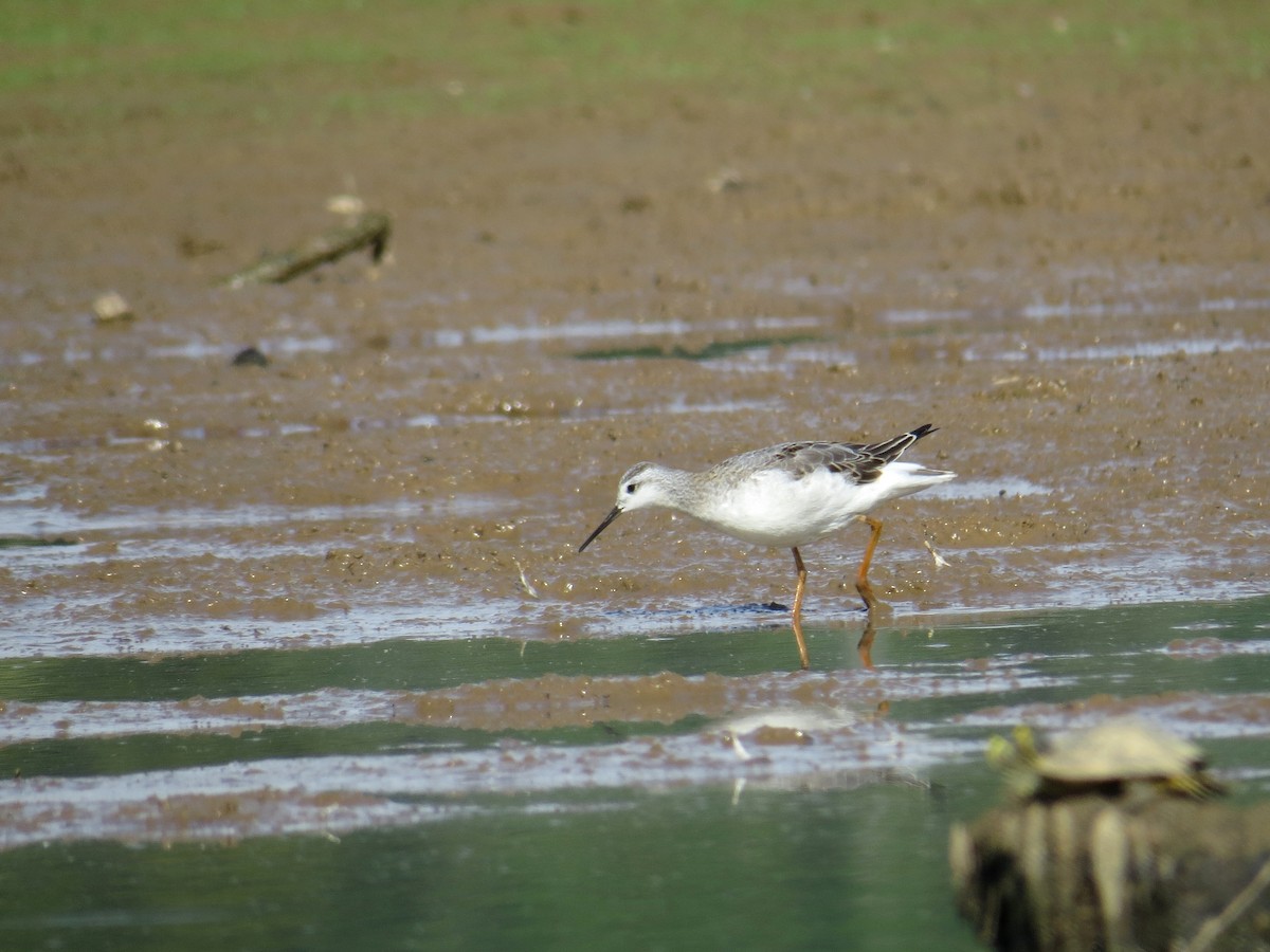 Phalarope de Wilson - ML66175641