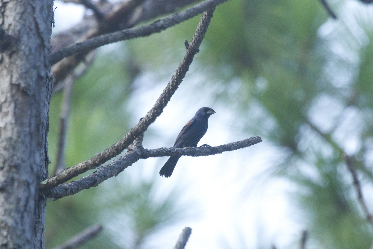 Blue Grosbeak - Gordon Dimmig