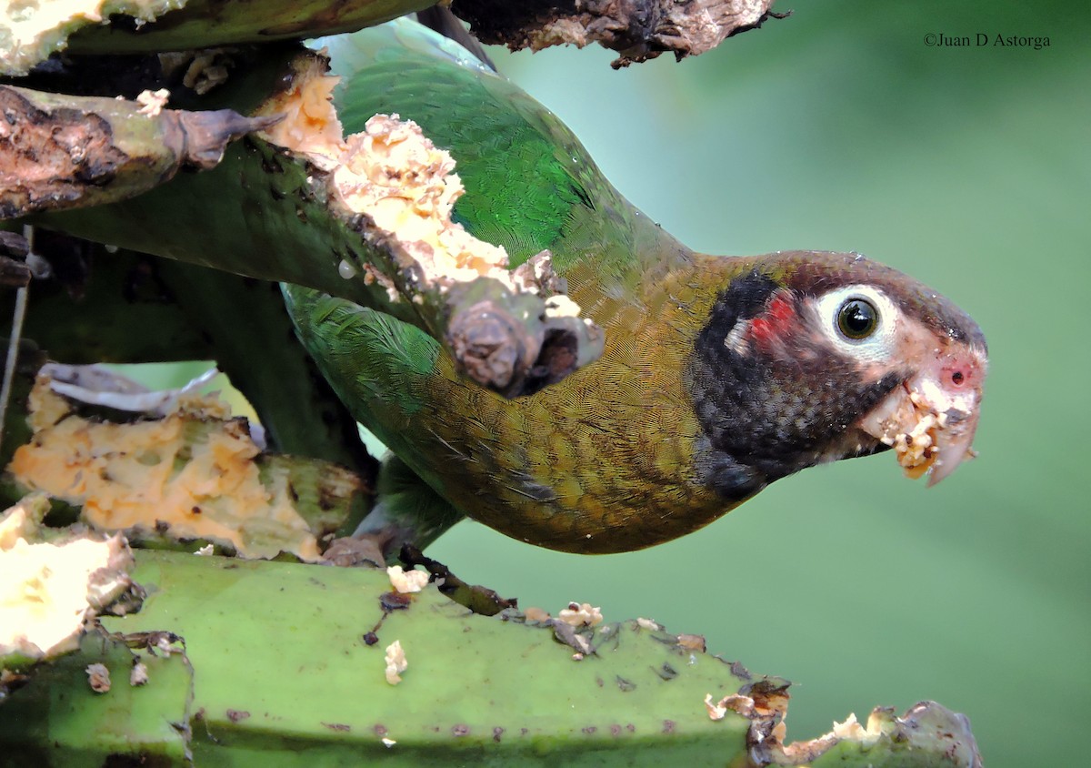 Brown-hooded Parrot - Juan D Astorga