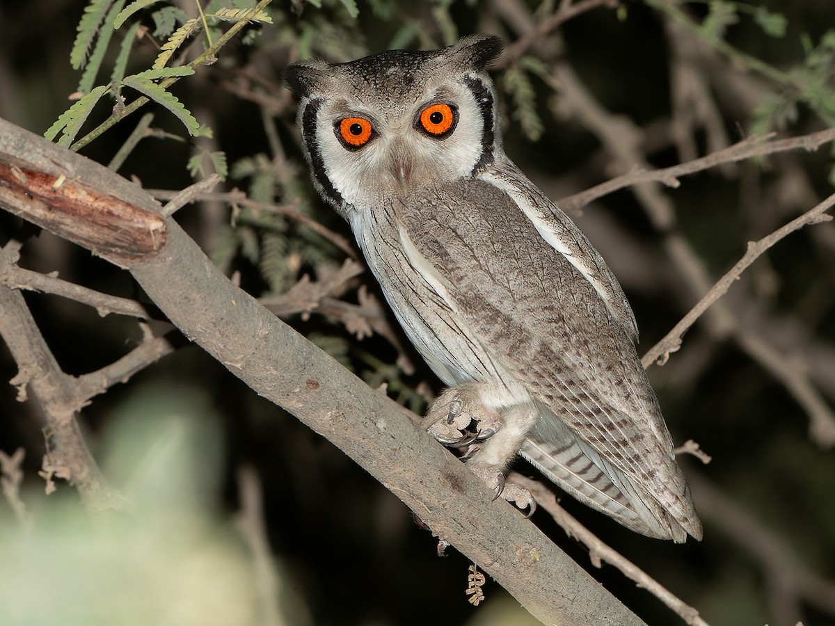 Northern White-faced Owl - Ptilopsis leucotis - Birds of the World