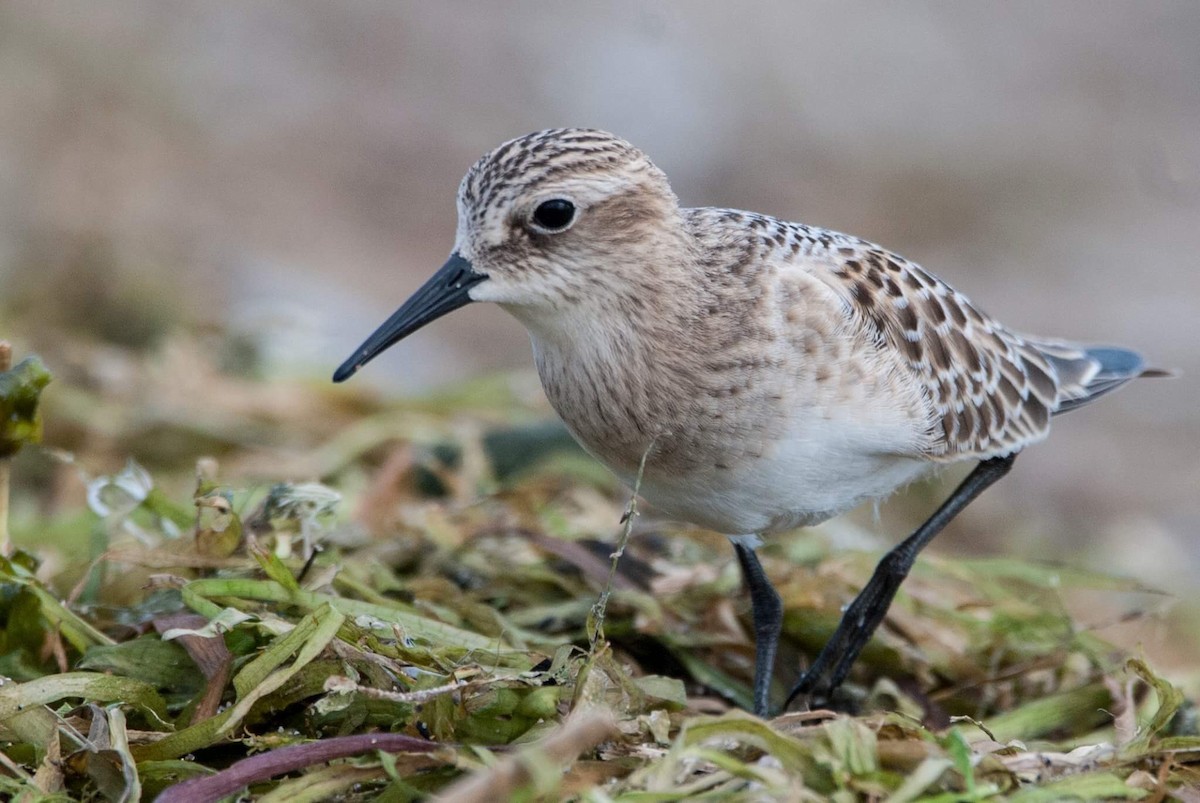 Baird's Sandpiper - ML66178541