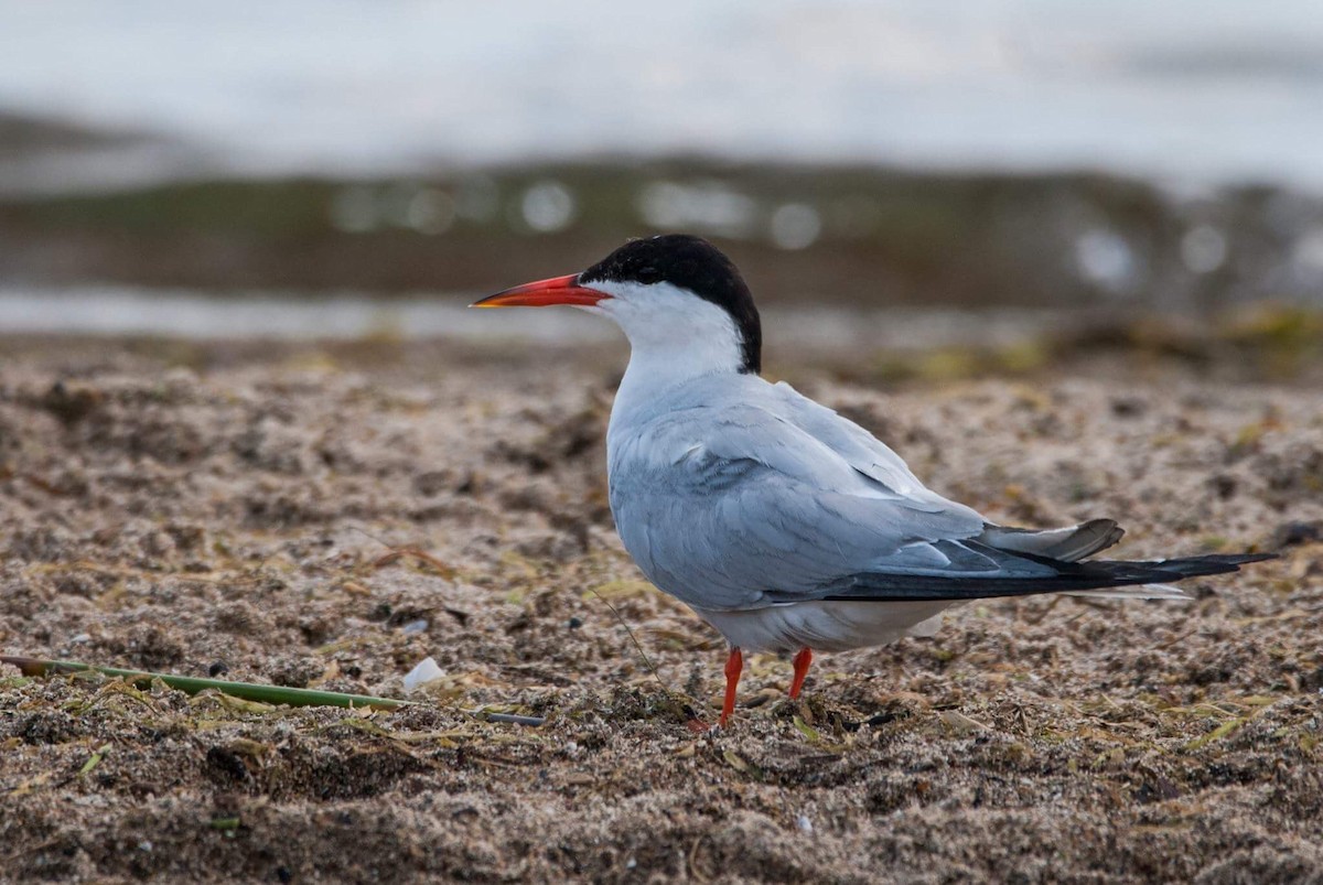 Common Tern - Andrew Simon