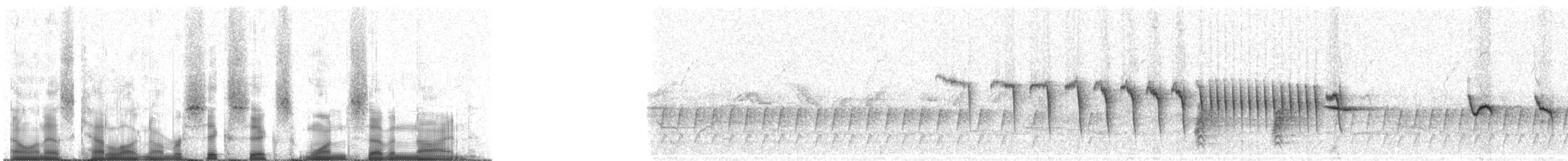 Kurzschwanz-Dickichtschlüpfer (cinereiventris) - ML66179