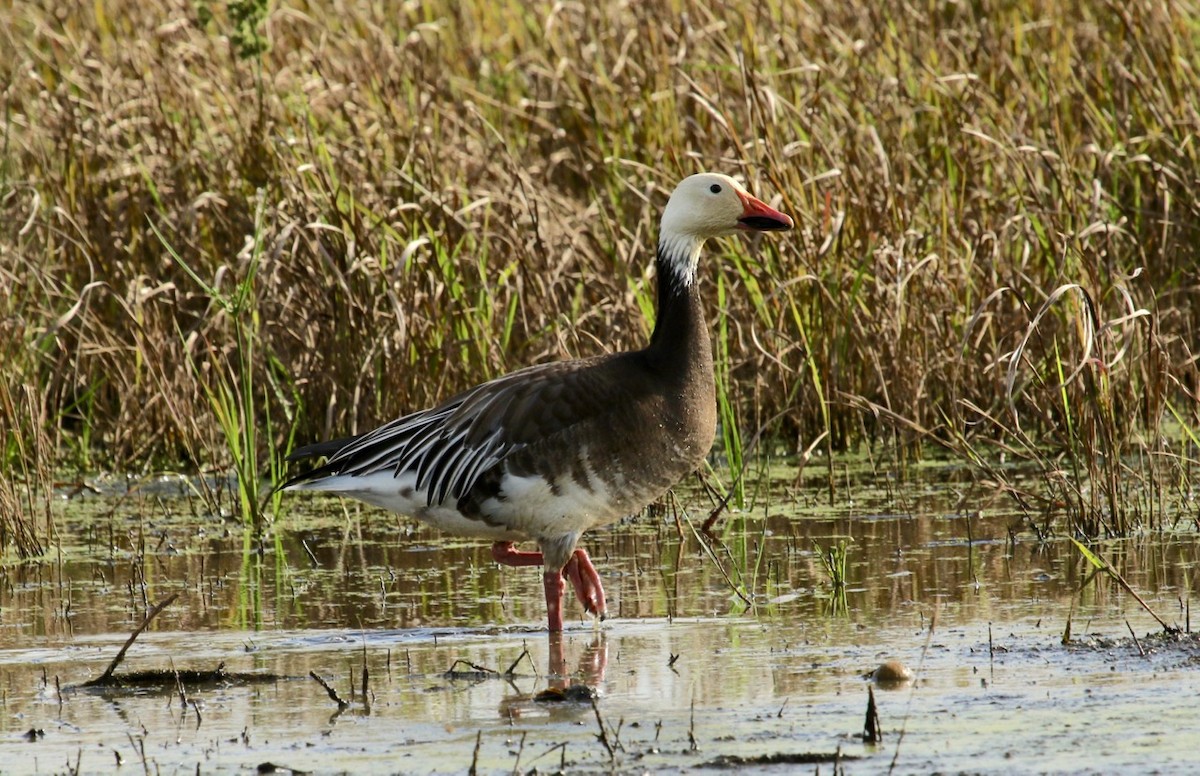 Snow Goose - Paul Petrus