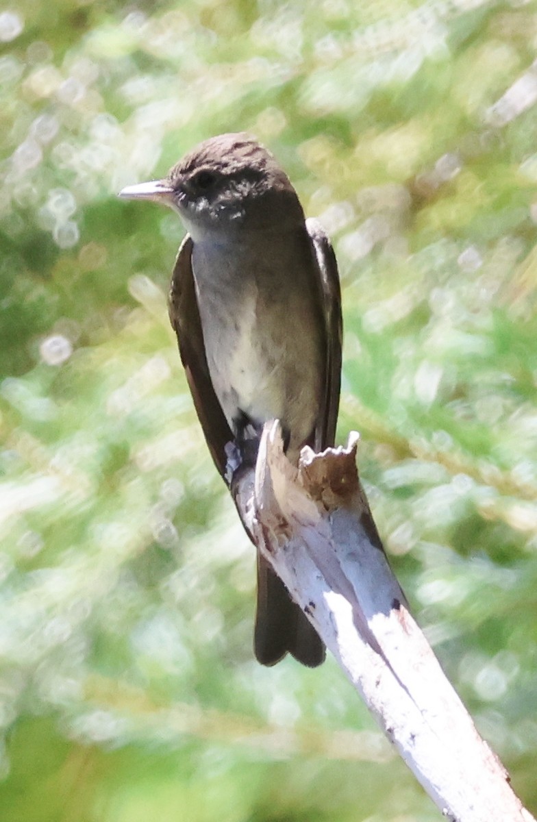California Bird Atlas Checklist - 23 Jul 2026 - Larry Wehmeyer ...