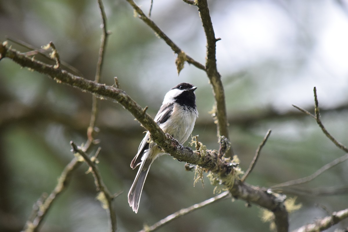 Black-capped Chickadee - ML66179541