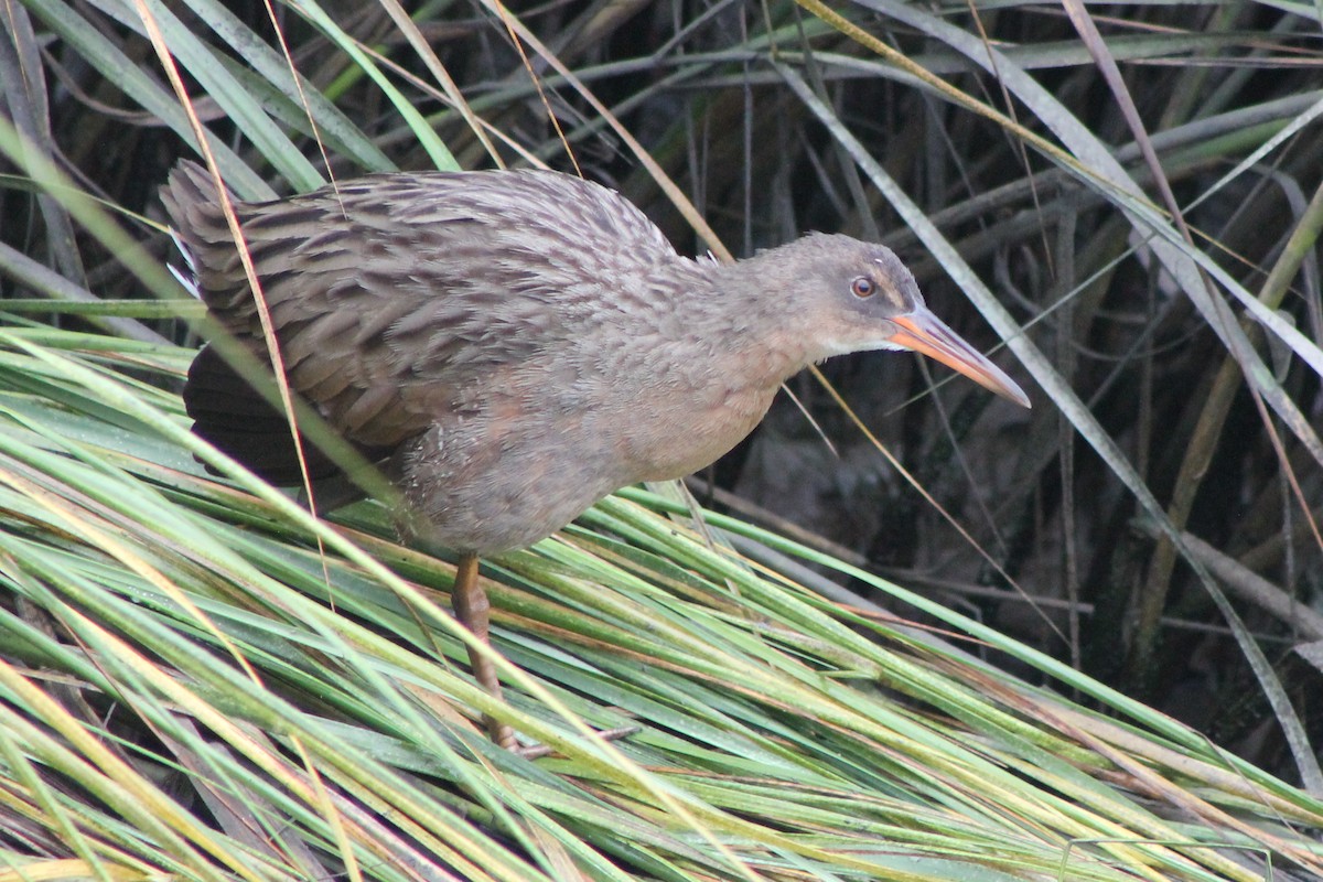 Ridgway's Rail (San Francisco Bay) - ML66180761