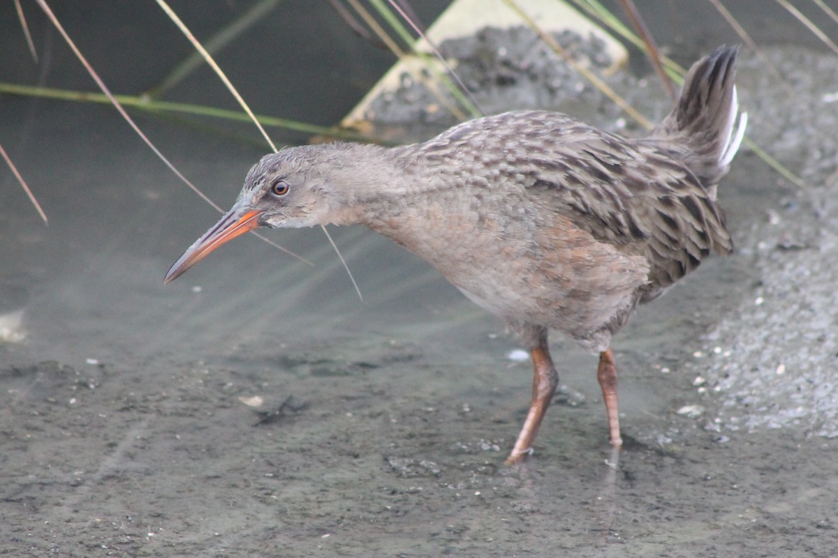 Ridgway's Rail (San Francisco Bay) - Corey Lange