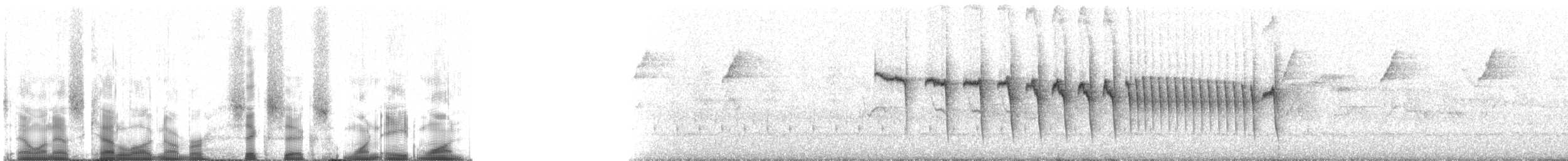 Kurzschwanz-Dickichtschlüpfer (cinereiventris) - ML66181