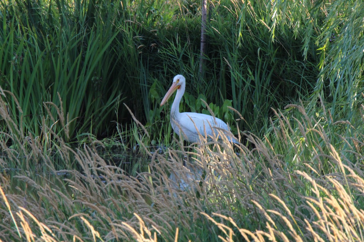 American White Pelican - ML66181581