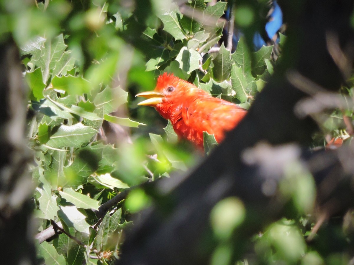 Summer Tanager - Usha Tatini