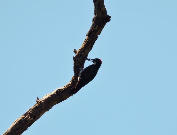 Acorn Woodpecker - ML66183261