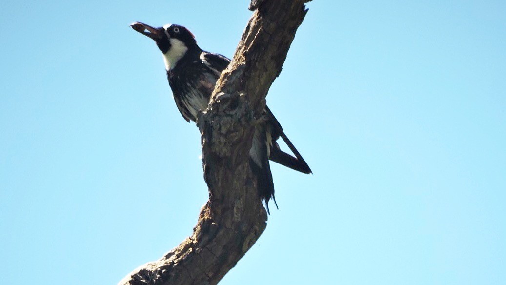 Acorn Woodpecker - ML66183271