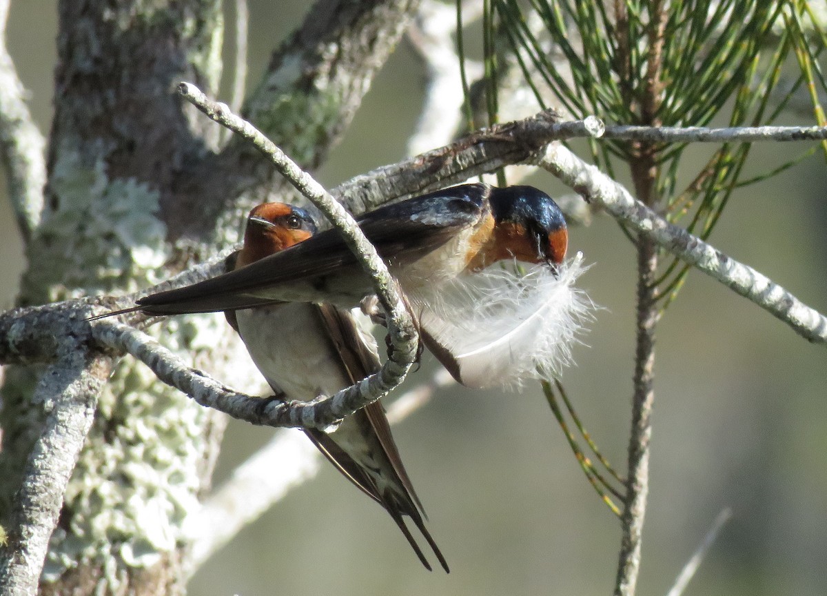 Golondrina Australiana - ML66184531