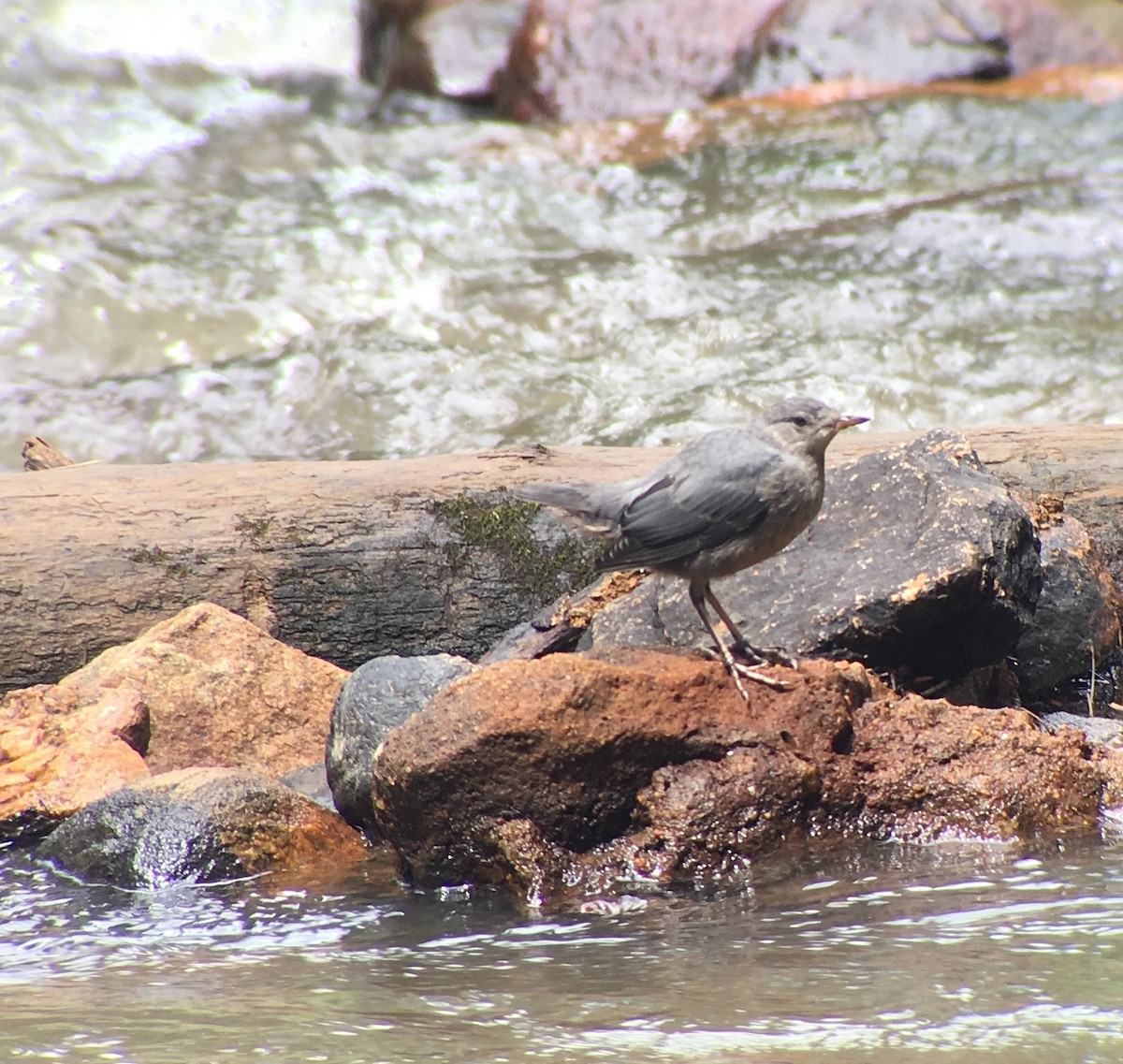 American Dipper - ML66185981