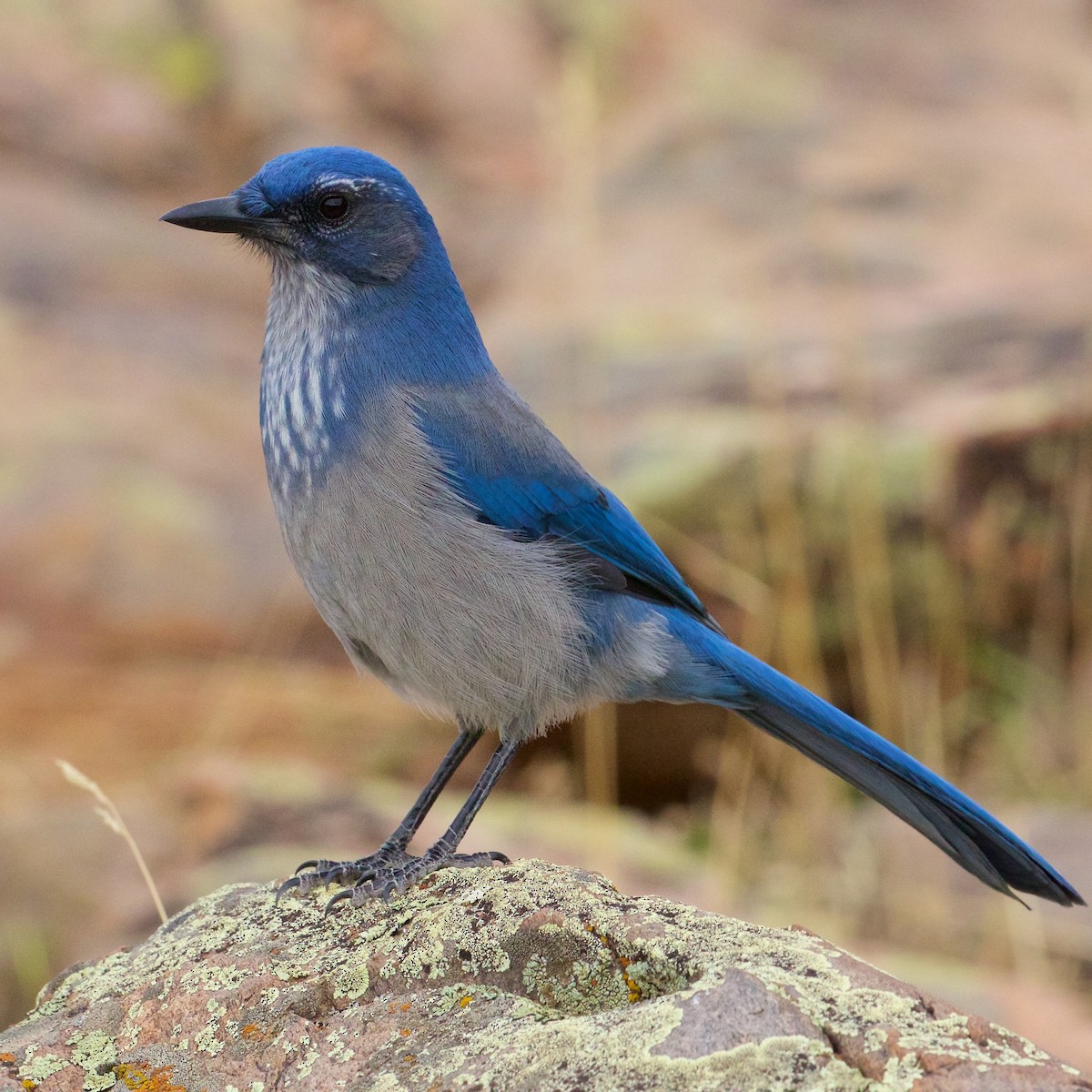 Woodhouse's Scrub-Jay - ML66187161