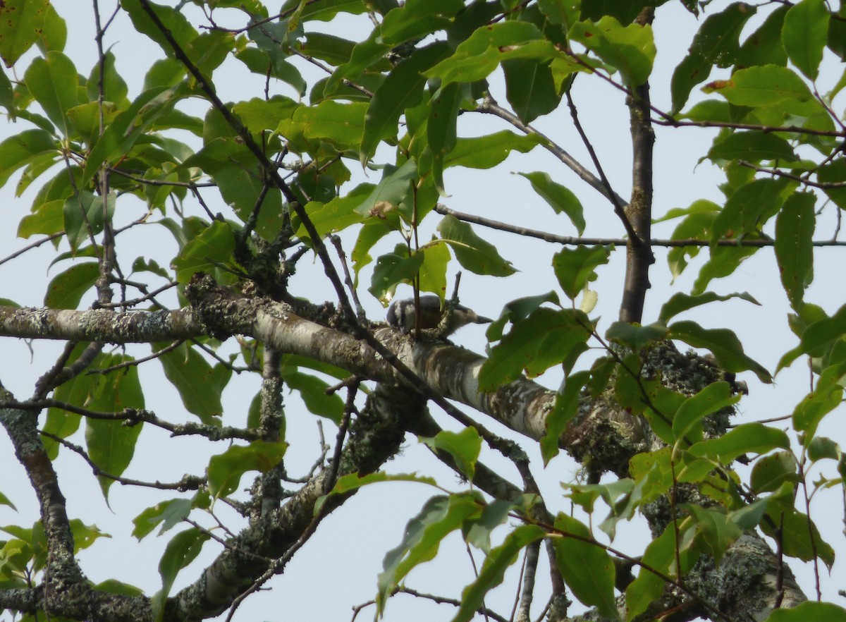 Red-breasted Nuthatch - ML66187721