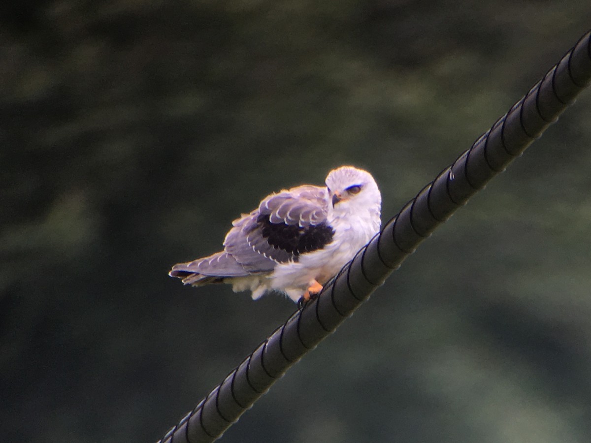 Black-winged Kite - Gorka Gorospe