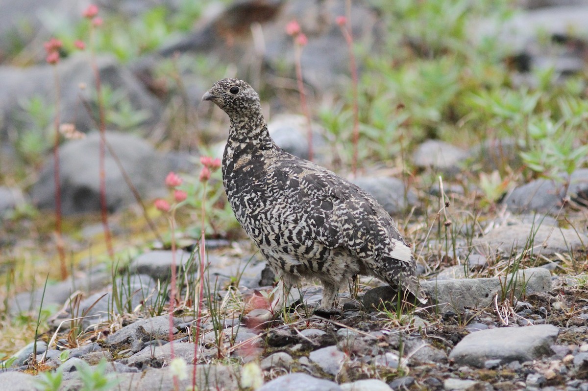 Lagópodo Coliblanco - ML66188971