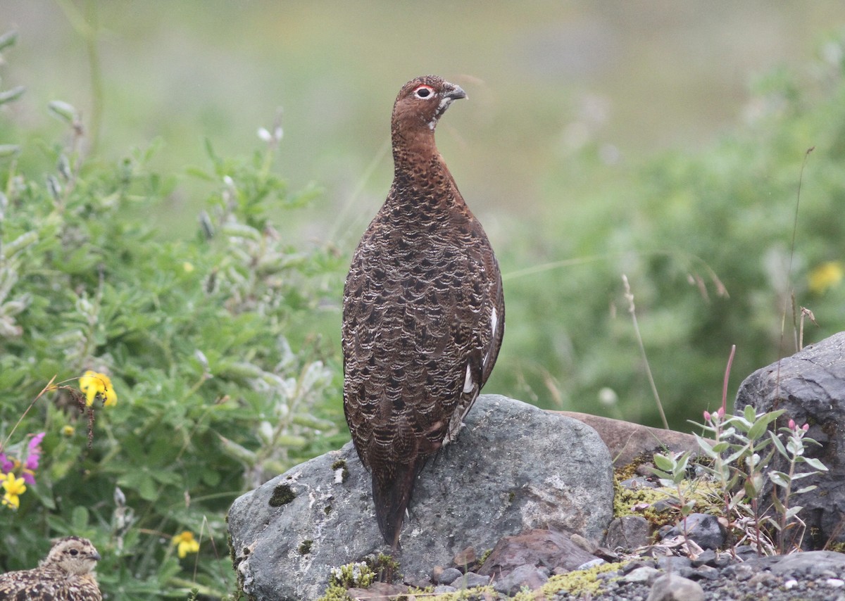 Lagópodo Común - ML66189291