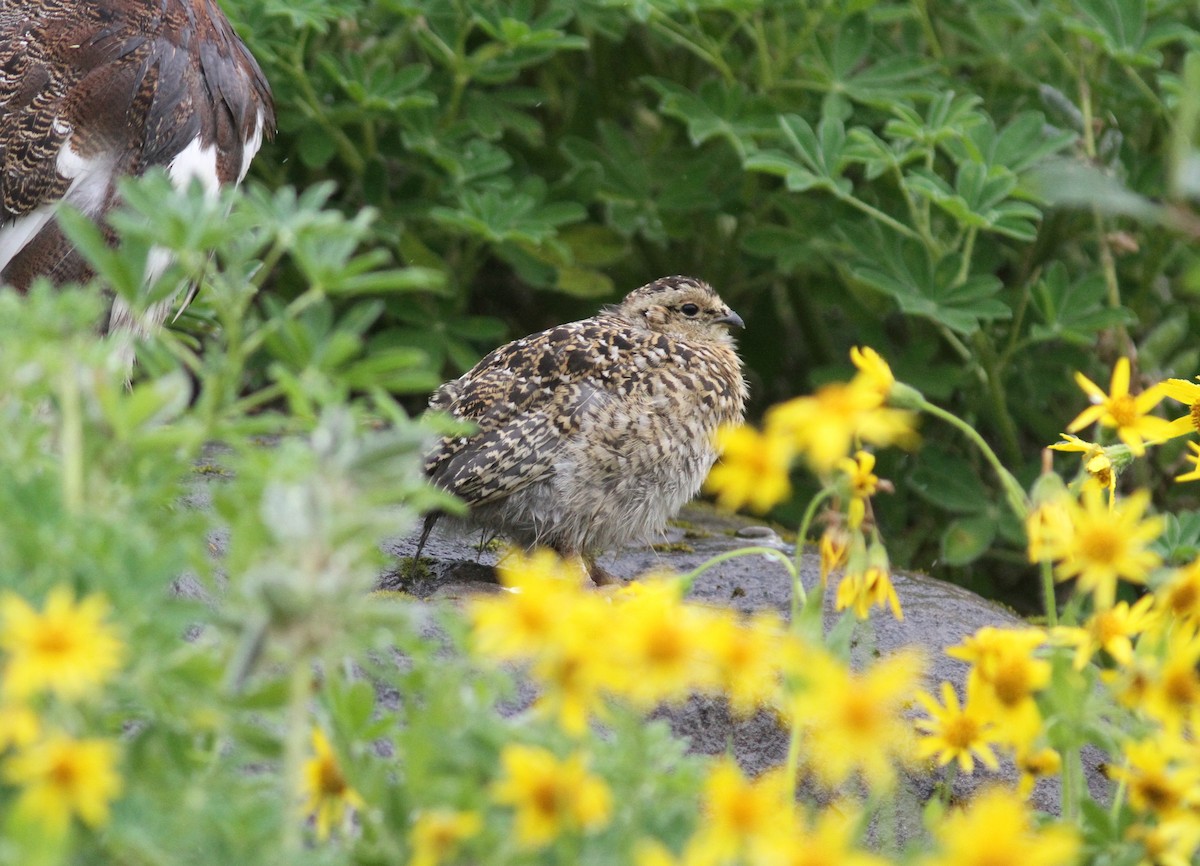 Lagópodo Común - ML66189311