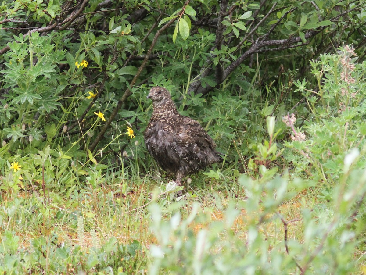 Gallo Fuliginoso - ML66189551