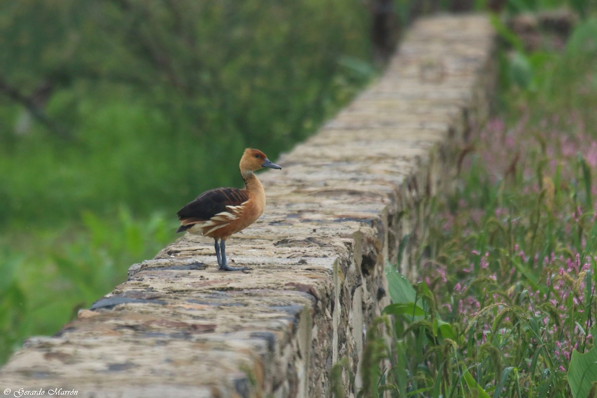 Fulvous Whistling-Duck - Gerardo Marrón