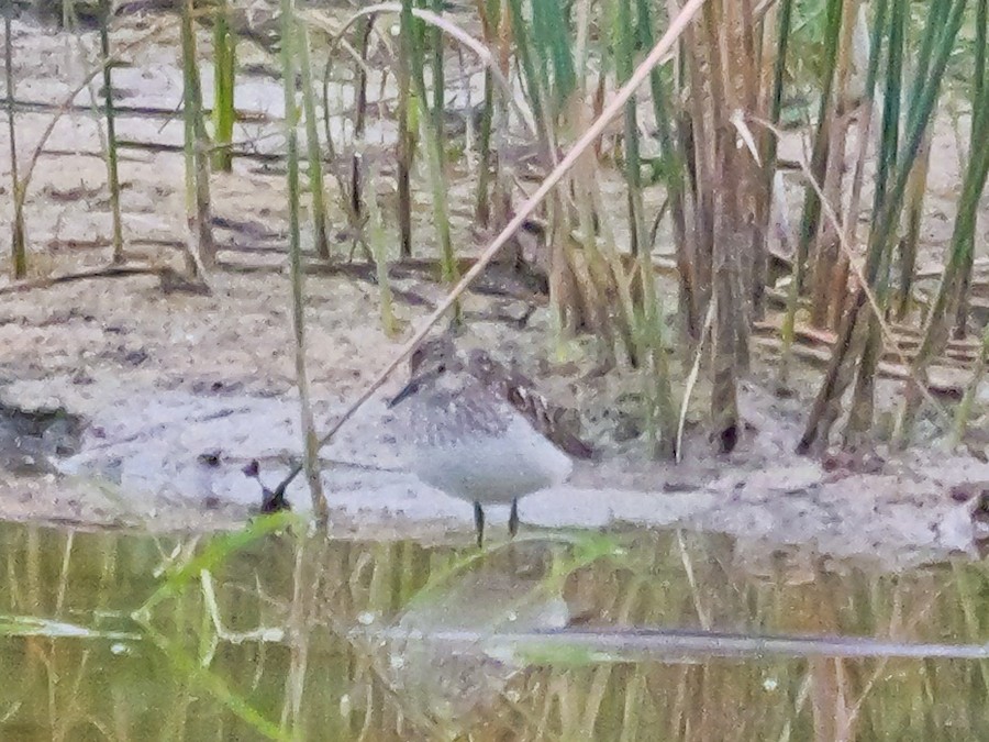 Least Sandpiper - Roger Horn
