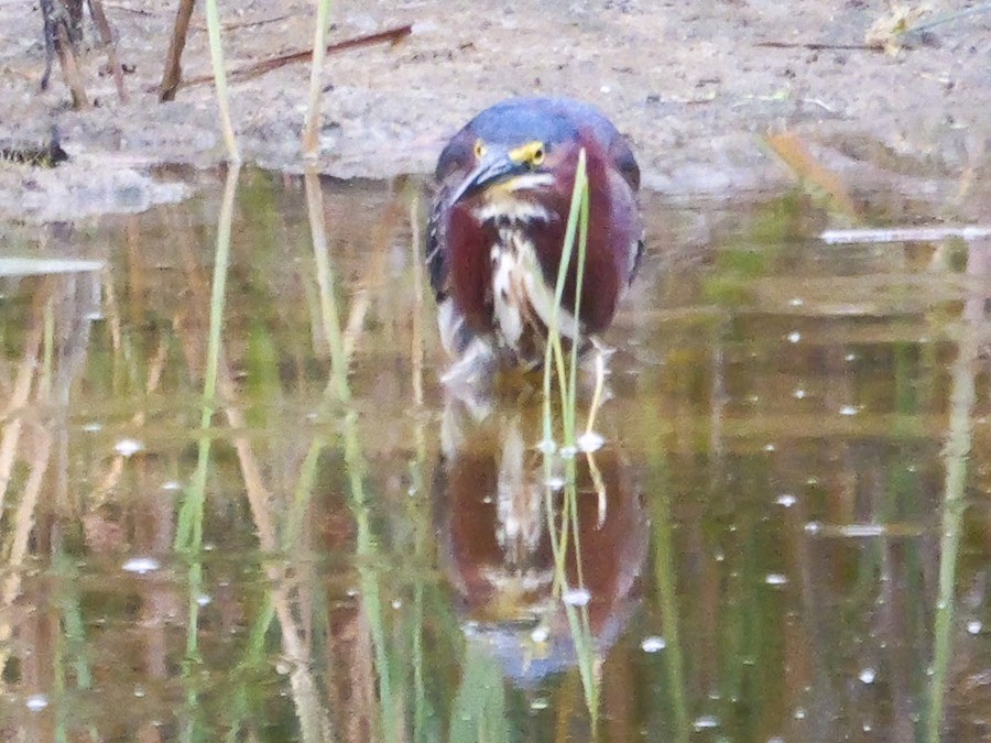 Green Heron - Roger Horn
