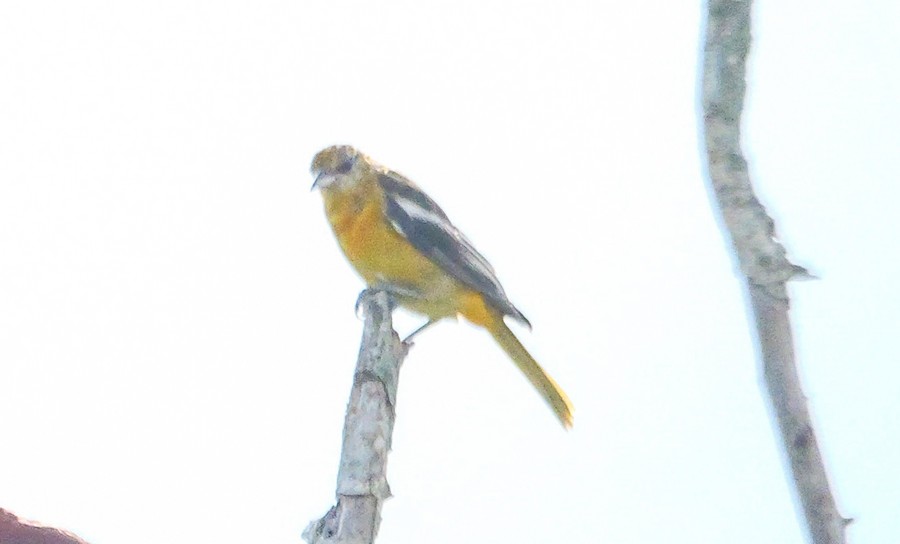 Baltimore Oriole - Roger Horn