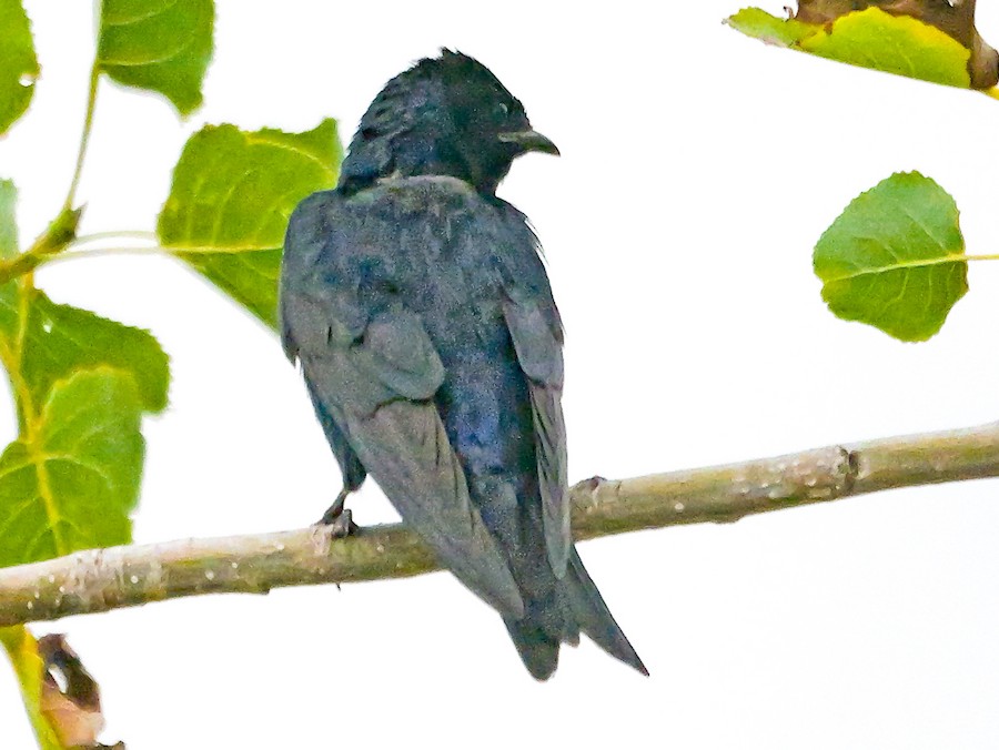 Purple Martin - Roger Horn