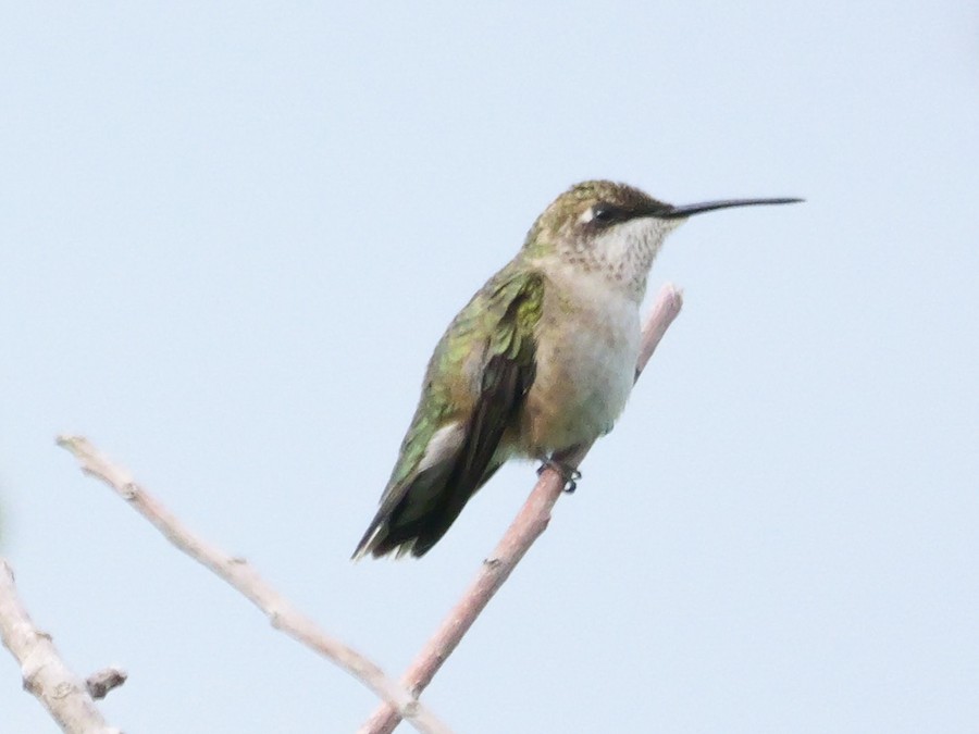 Ruby-throated Hummingbird - Roger Horn