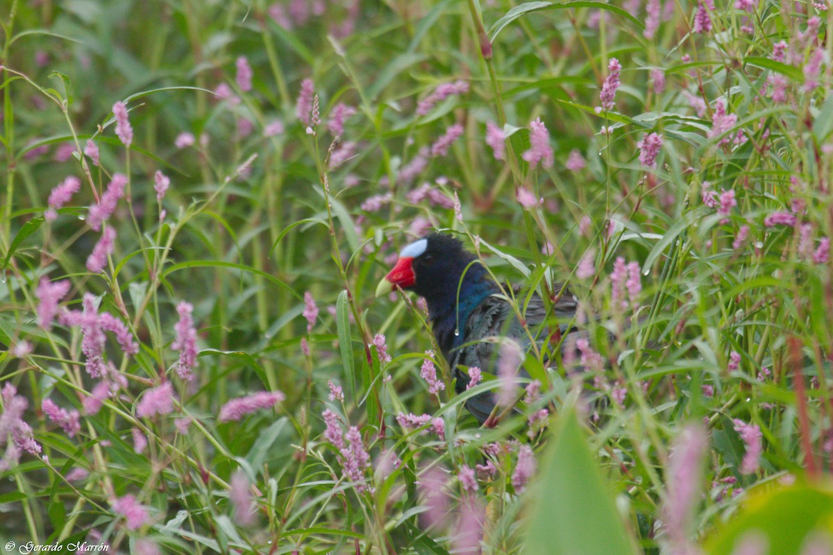 Purple Gallinule - Gerardo Marrón