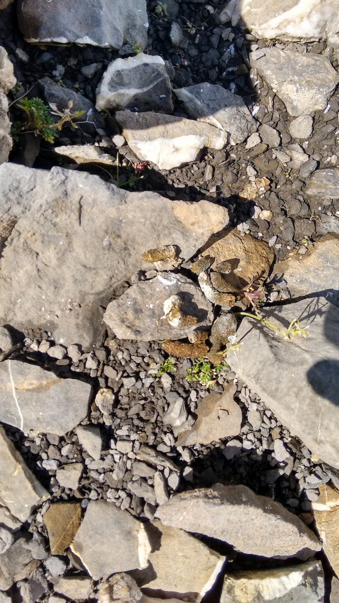 Lagopède alpin - ML66191811